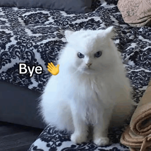 Bye Bye Bye Cat GIF - Bye bye Bye cat - Discover & Share GIFs