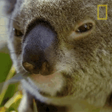Eating Koalas101 GIF - Eating Koalas101 Yummy GIFs