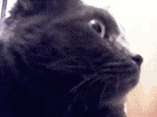 Cat Surprised GIF - Cat Surprised GIFs