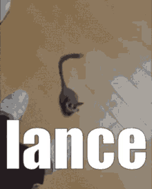 Lance GIF - Lance GIFs