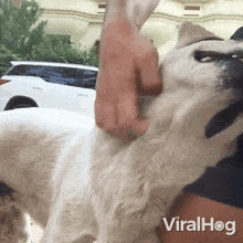 Scratching My Dog Viralhog GIF