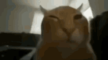 a close up of a cat 's face with its eyes closed and a blurry background .