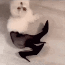 a small white dog is standing next to a pair of high heels .