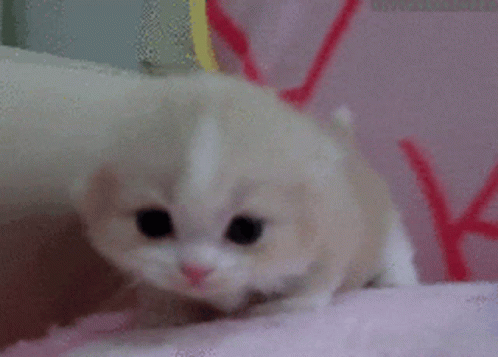 Cute Cat Meow GIF - Cute Cat Meow Baby Cat - Discover & Share GIFs