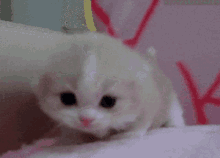 Cute Cat Meow GIF