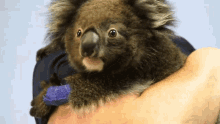 Not Interested The Future Of Koalas GIF - Not Interested The Future Of Koalas Look Away GIFs