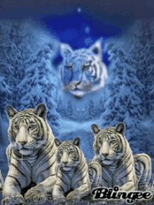 shiny glitter sparkle tiger white