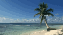 Tropical Beach With Blue Sky White Sand GIF
