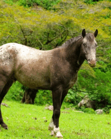 Cancerbero My Foal Is In Excellent Condition GIF