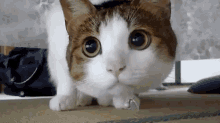 Cat Look GIF - Cat Look Stare GIFs