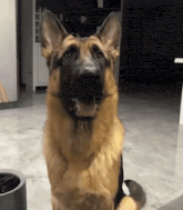 a german shepherd dog is looking up at the camera