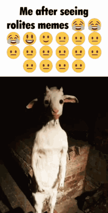 Goat Rolite GIF - Goat Rolite GIFs