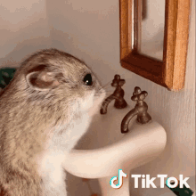 wash your hands hamster clean pet