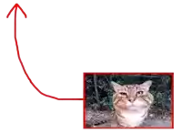 a picture of a cat with an arrow pointing upwards