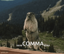 Marmot Yelling GIF - Marmot Yelling Beaver GIFs