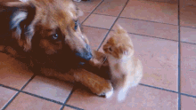 The Pets Are Going A Little Stir Crazy The Pet Collective GIF