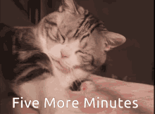 5more Minutes Yawn GIF - 5more Minutes Yawn Morning GIFs