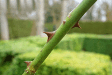 Plant Floral GIF