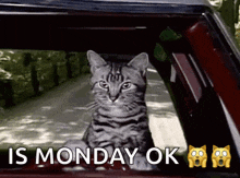 a cat is sitting in the window of a car with the words `` is monday ok '' above it .