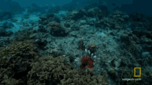 red lionfish primal survivors underwater in the sea nat geo