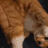 Orange Cat Weird Cat GIF - Orange Cat Weird Cat Cat GIFs