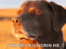 a close up of a dog with the words this mfs r ignorin me written below it