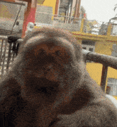 a close up of a monkey 's face looking at the camera
