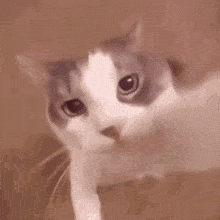 a close up of a cat looking at the camera .
