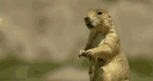 Marmotte GIF - Marmotte GIFs