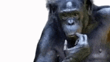 a chimpanzee is sitting on a white surface and eating something .