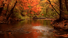 Autumn Leaves Water Rain GIF - Autumn Leaves Water Rain GIFs