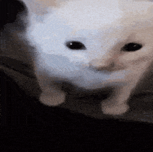 Herbert Cat GIF - Herbert Cat Meme GIFs