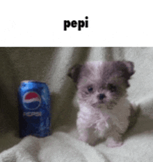 a puppy is sitting next to a can of pepsi