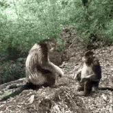 a couple of monkeys are sitting on a pile of dirt