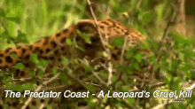 Close Up: Deadliest Predators GIF - Leopard Predator Hunging GIFs