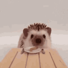 ハリネズミ　可愛い　ネズミ GIF - Hedgehog Hari Nezumi GIFs