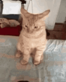Cat Fabulous GIF - Cat Fabulous Sassy GIFs