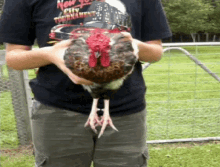 Chicken Isolate GIF