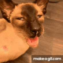 a close up of a cat with its mouth open and the words make a gif.com on the bottom right