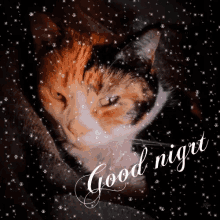 Good Night Cat GIF - Good Night Cat Animal GIFs