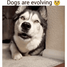 aww dog hello dogs are evolving