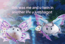 a picture of two hamsters with fairy wings says this was me and u twin in another life u just forgot tiktok