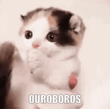 Cat Ouroboros GIF - Cat Ouroboros Uroboros GIFs