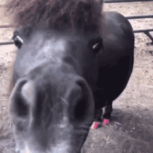 Horse Fun Pet GIF