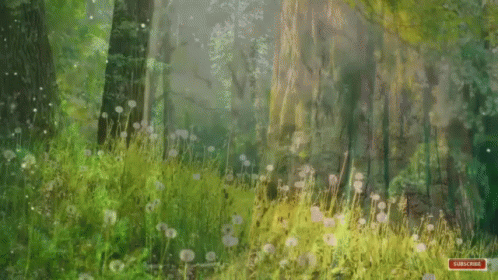 Animeforest GIFs  Get the best GIF on GIPHY