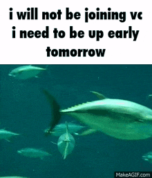 I Will Not Be Joining Vc Fish Vc GIF - I Will Not Be Joining Vc Fish Vc I Need To Be Up Early GIFs