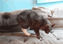 a cat is standing on a couch with its paws on the cushion