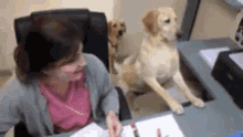 Doggie Helper! GIF - Dog Office Vet GIFs