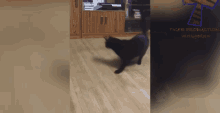 Cats String GIF - Cats String House GIFs