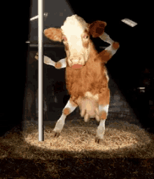GIF